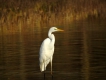  Grande aigrette