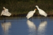 Oiseaux spatule blanche