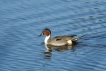 Oiseaux Canard pilet