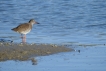 Oiseaux Chevalier gambette (Tringa totanus)