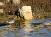 Oiseaux Chevalier gambette (Tringa totanus)