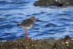 Oiseaux Chevalier gambette (Tringa totanus)