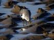 Oiseaux Bécasseau sanderling (Calidris alba)