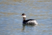 Oiseaux grebe à cou noir