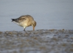 Oiseaux barge rousse