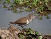 Oiseaux Chevalier Guignette