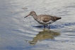 Oiseaux Chevalier gambette (Tringa totanus)