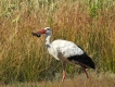 Oiseaux Cigogne blanche (Ciconia ciconia)