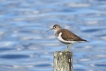 Oiseaux Chevalier Guignette