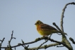 Oiseaux Bruant jaune (Emberiza citrinella)