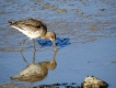 Oiseaux barge rousse