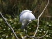 Oiseaux Aigrette garzette (Egretta garzetta)