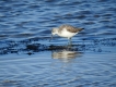 Oiseaux Chevalier aboyeur