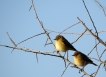 Oiseaux Pouillot véloce (Phylloscopus collybita)