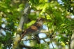 Oiseaux Rossignol philomèle (Luscinia megarhynchos)