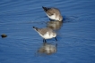 Oiseaux Bécasseau sanderling (Calidris alba)