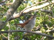 Oiseaux Rossignol philomèle (Luscinia megarhynchos)