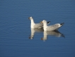 Oiseaux Goéland argenté