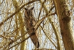 Oiseaux Hibou moyen-duc (Asio otus)