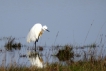  Aigrette garzette (Egretta garzetta)