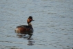 Oiseaux grebe à cou noir