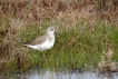 Oiseaux Bécasseau variable (Calidris alpina)