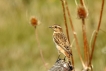 Oiseaux Tarier des prés (Saxicola rubetra)