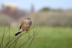  Faucon crécerelle (Falco tinnunculus)