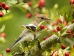 Oiseaux Gobemouche noir (Ficedula hypoleuca)