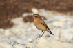 Oiseaux Traquet motteux (Oenanthe oenanthe)