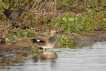 Oiseaux Canard chipeau mâle