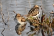 Oiseaux Bécassines des marais