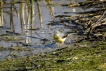 Oiseaux Bergeronnette des ruisseaux (Motacilla cinerea)