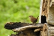 Oiseaux Troglodyte mignon (Troglodytes troglodytes)