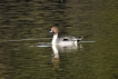 Oiseaux Canard pilet mâle