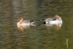 Oiseaux Canard pilet