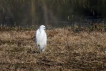 Oiseaux Aigrette garzette