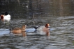 Oiseaux Canard siffleur