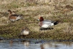 Oiseaux Canard siffleur