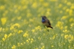 Oiseaux Gorgebleue à miroir (Luscinia svecica)