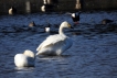 Oiseaux Cygne de Bewick