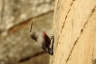 Oiseaux Tichodrome échelette (Tichodroma muraria)