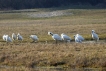 Oiseaux Spatules blanches