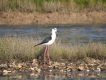  Echasse Blanche (Himantopus himantopus)