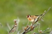 Oiseaux Chardonneret élégant (Carduelis carduelis)