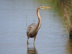 Oiseaux heron pourpre