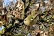 Oiseaux Roitelet huppé (Regulus regulus)