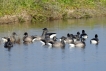 Oiseaux Bernache cravant (Branta bernicla)