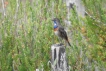 Oiseaux Gorge bleue