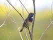 Oiseaux Gorge bleue